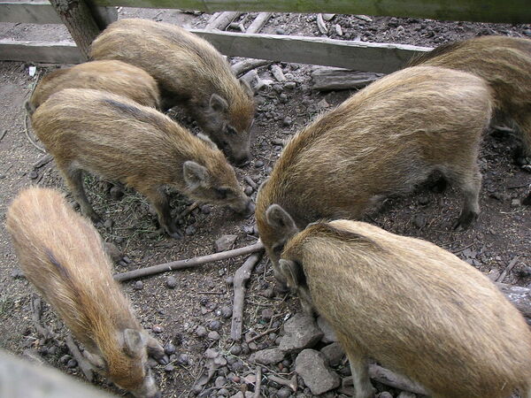 Wildschweine im WIldgehege Moritzburg. Foto: Derbrauni Wikimedia Commons