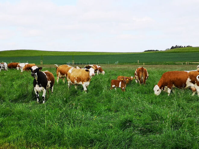 Rinder der Agrargenossenschaft Cunnersdorf auf der Weide
