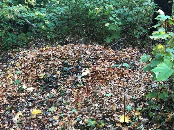 Hier wurden Gartenabfälle entsorgt. Das ist auch nicht der einzige Haufen in der Anlage.