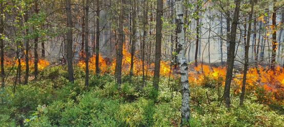 Mitte / Ende Juli brannten 44 ha in der Radeburger Heide - Foto: Feuerwehren Landkreis Meißen - Facebook